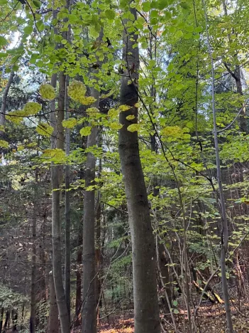 Prodej lesa, Ruda nad Moravou, 21892 m2