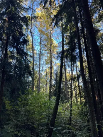 Prodej lesa, Ruda nad Moravou, 21892 m2