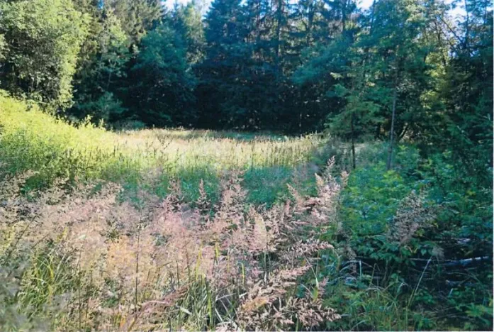 Prodej podílu lesa, Smilovy Hory, 2675 m2