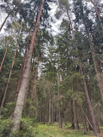 Prodej podílu lesa, Ledenice, 4462 m2