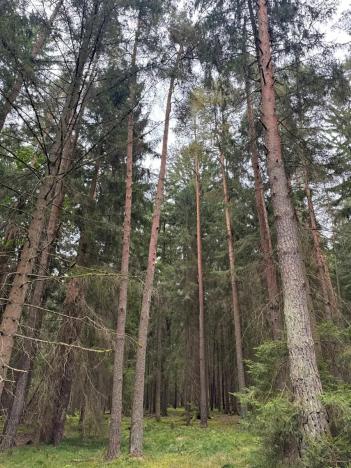 Prodej podílu lesa, Ledenice, 4462 m2