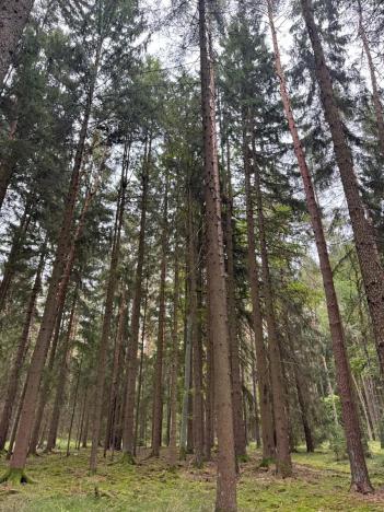 Prodej podílu lesa, Ledenice, 4462 m2