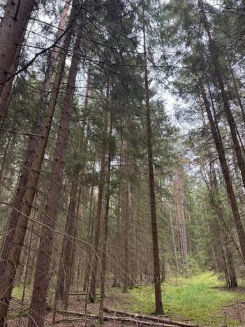 Prodej podílu lesa, Ledenice, 4462 m2