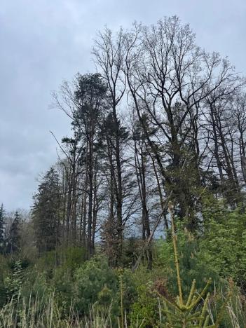 Prodej podílu lesa, Čížkov, 1076 m2