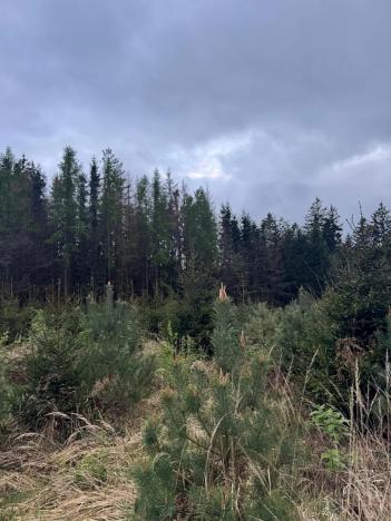 Prodej podílu lesa, Čížkov, 1076 m2