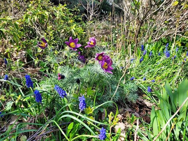 Prodej zahrady, Stříbro, Přemyslova, 1007 m2