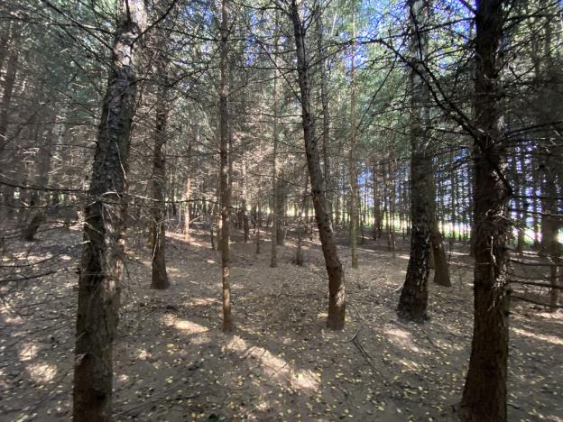 Prodej lesa, Lánov - Horní Lánov, 15278 m2