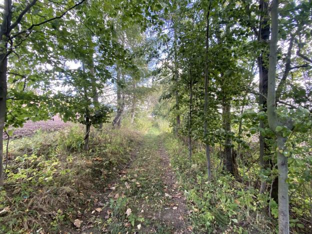 Prodej lesa, Lánov - Horní Lánov, 15278 m2