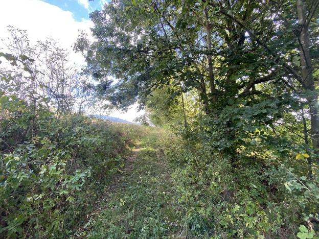 Prodej lesa, Lánov - Horní Lánov, 15278 m2