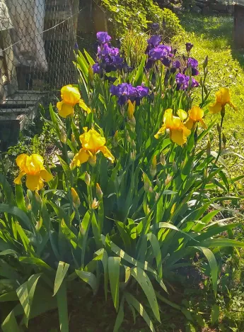 Prodej pozemku, Lukavec u Hořic, 1490 m2