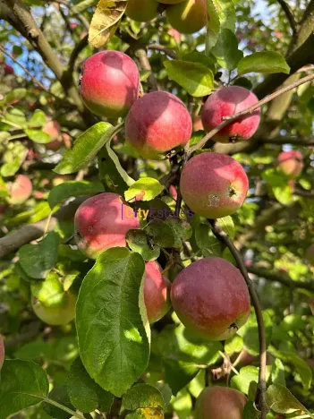 Prodej rodinného domu, Brandýs nad Labem-Stará Boleslav, Karla Šebora, 160 m2