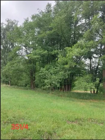 Prodej lesa, Dubovice, 1386 m2