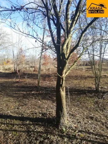 Prodej zahrady, Olomouc, 470 m2