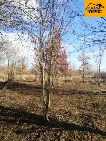 Prodej zahrady, Olomouc, 470 m2