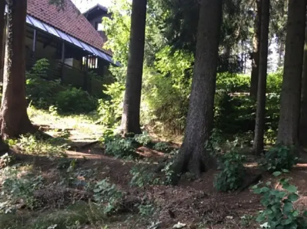 Prodej lesa, Česká Čermná, 419 m2