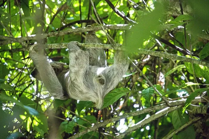 Prodej apartmánu, Puerto Carrillo, Kostarika, 210 m2