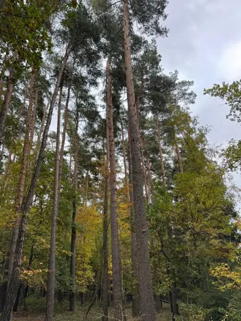Prodej podílu lesa, Blížejov, 1818 m2