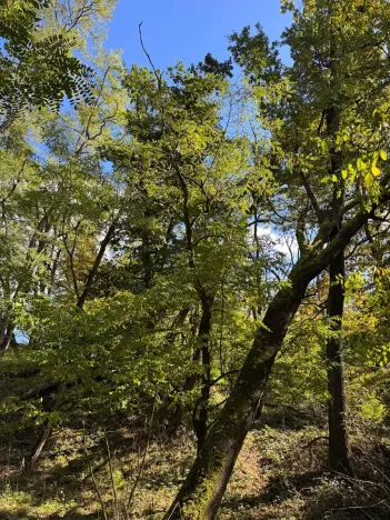 Prodej lesa, Chorušice, 2884 m2
