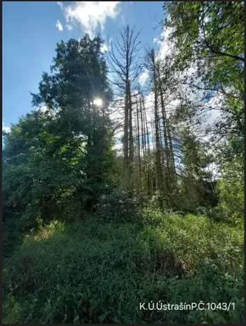 Prodej lesa, Ústrašín, 194 m2