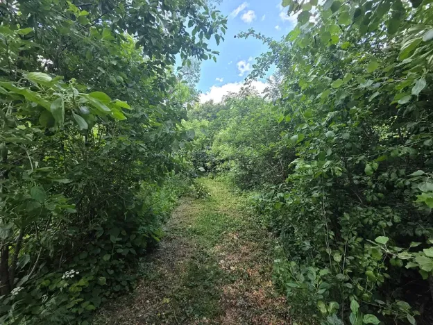 Prodej lesa, Cvrčovice, 4746 m2