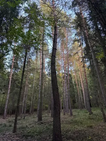 Prodej lesa, Velká Polom, 1538 m2