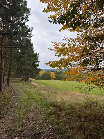 Prodej lesa, Chrášťany, 11900 m2
