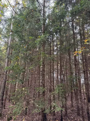 Prodej lesa, Chrášťany, 11900 m2