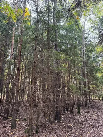 Prodej lesa, Chrášťany, 11900 m2