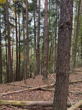 Prodej lesa, Chrášťany, 11900 m2