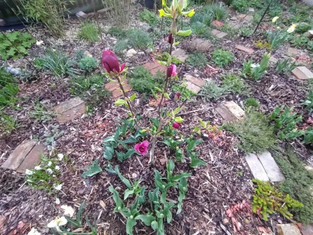 Prodej bytu 2+1, Kamenický Šenov, Palackého, 75 m2