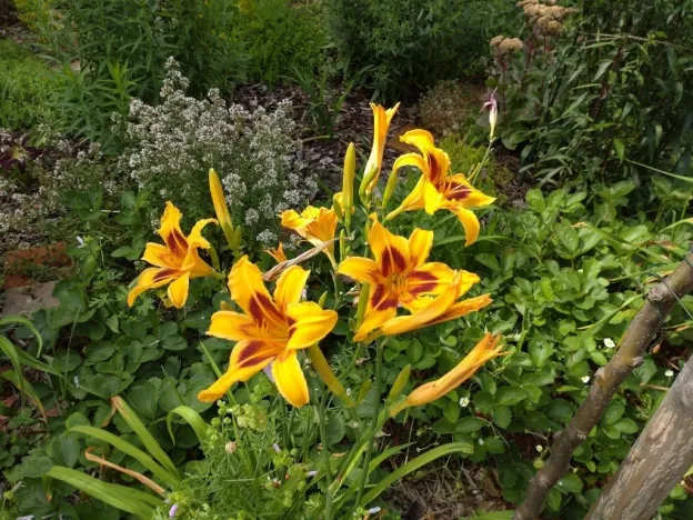 Prodej bytu 2+1, Kamenický Šenov, Palackého, 75 m2