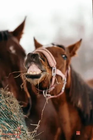 Prodej - jiné, Nučice, 2093 m2