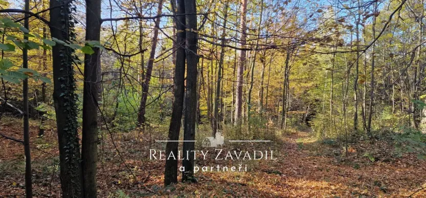 Prodej lesa, Morávka, 27814 m2