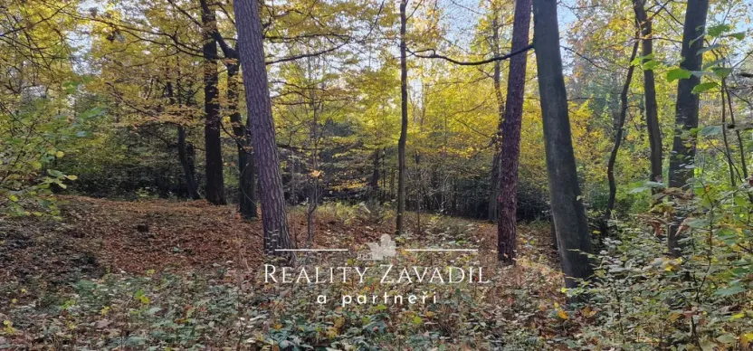 Prodej lesa, Morávka, 27814 m2