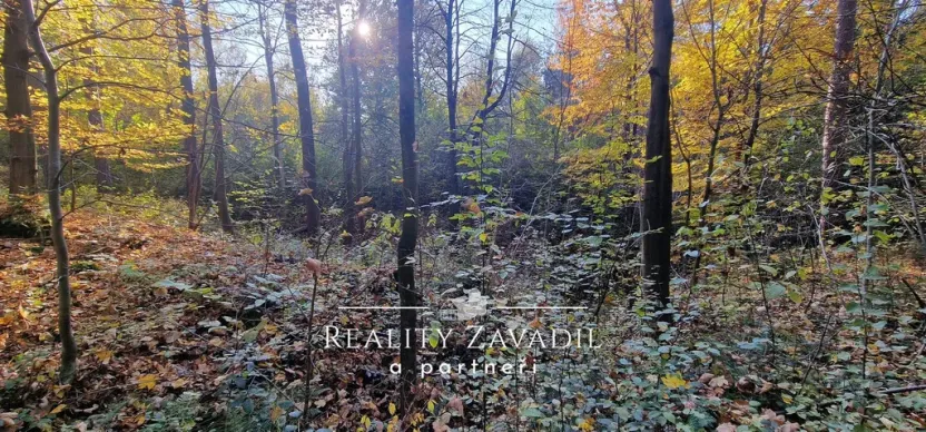 Prodej lesa, Morávka, 27814 m2