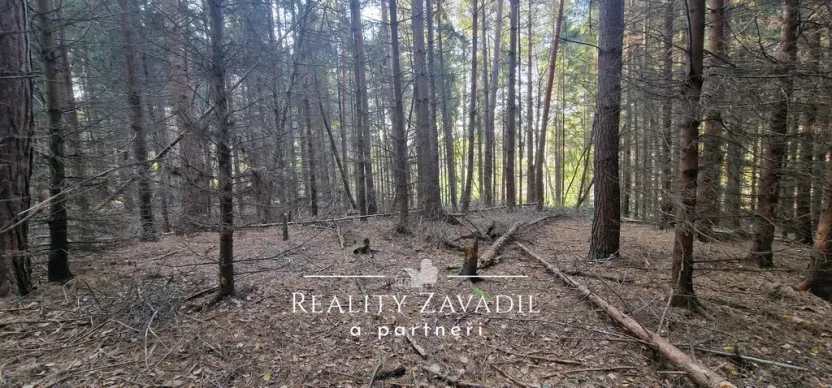 Prodej lesa, Morávka, 27814 m2