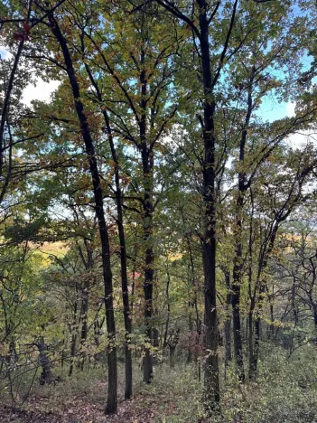 Prodej lesa, Ročov, 4272 m2