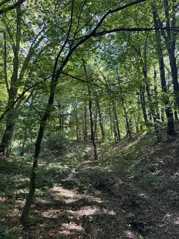 Prodej lesa, Ostrava, 8938 m2