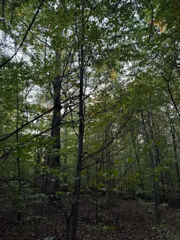 Prodej lesa, Velká Polom, 3922 m2