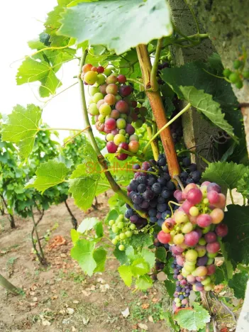 Prodej sadu/vinice, Kobylí, 1799 m2