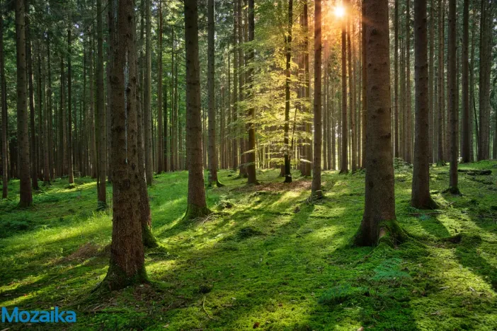 Prodej lesa, Strážná, 58908 m2