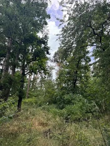 Prodej lesa, Bavorov, 10907 m2