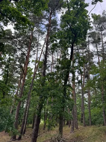 Prodej lesa, Bavorov, 10907 m2