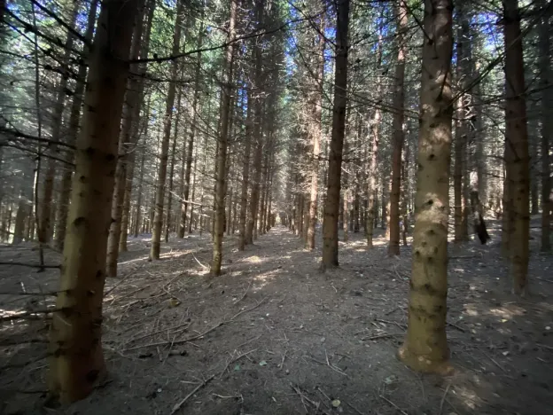 Prodej lesa, Lánov - Horní Lánov, 15278 m2