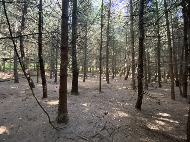 Prodej lesa, Lánov - Horní Lánov, 15278 m2