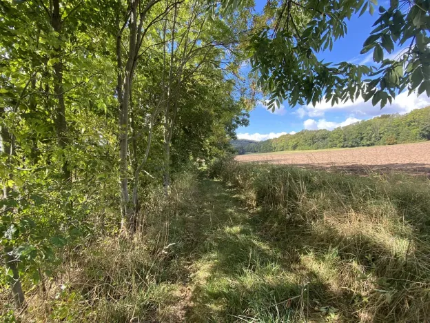 Prodej lesa, Lánov - Horní Lánov, 15278 m2