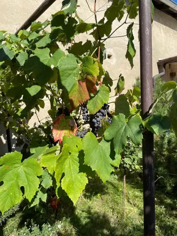 Prodej rodinného domu, Rakvice, Luční, 220 m2