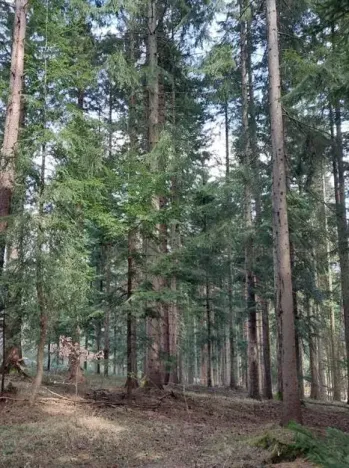 Prodej podílu lesa, Lidečko, 48058 m2