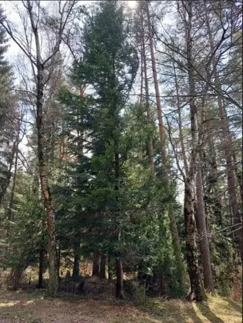 Prodej podílu lesa, Lidečko, 48058 m2