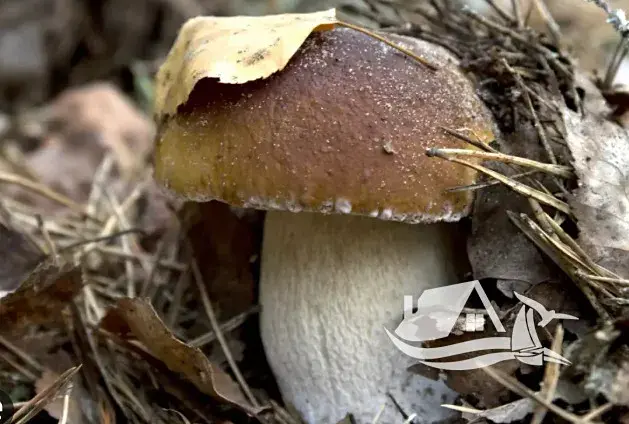 Prodej bytu 1+kk, Bansko, Bulharsko, 29 m2